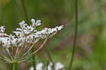 American wild carrot